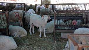 ALİAĞA'DA KURBAN KESİM YERİ DEĞİŞTİ