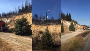 ÇALTILIDERE'DEKİ YANGINDA 1.000 ADET ÇAM AĞACI KÜL OLDU