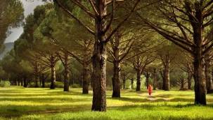 BERGAMA'DAKİ GRANİT OCAĞINI GENİŞLETMEK İÇİN TÜRKİYE'NİN EN KALİTELİ 8.000 FISTIK ÇAMI KESİLECEK