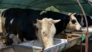 ALİAĞA'DA KURBANLIKLAR ALICILARINI BEKLİYOR