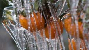 İZMİR'E ZİRAİ DON UYARISI