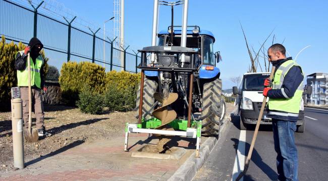 ALİAĞA'YI PAVLONYA AĞAÇLARI SÜSLEYECEK