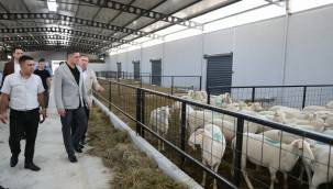 ALİAĞA DAMIZLIK KOYUN ÜRETİM MERKEZİ FAALİYETE GEÇTI