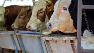 ALİAĞA ESNAF ODASI,KURBAN KESİM FİYATLARINI AÇIKLADI