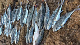 İZMİR'E "BALON BALIĞI" UYARISI!