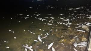 BÜYÜKŞEHİRDEN BALIK ÖLÜMLERİ VE KOKU HAKKINDA AÇIKLAMA 