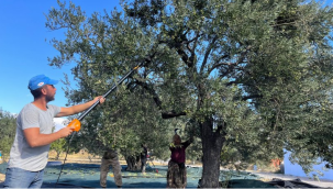 ALİAĞA ZEYTİN HASADI ŞENLİĞİ BUGÜN YAPILACAK