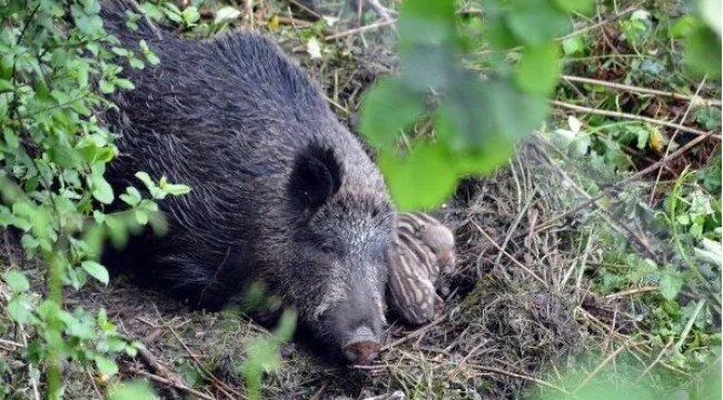 ALİAĞA'DA PAZAR GÜNÜ "SÜREK AVI" DÜZENLENECEK