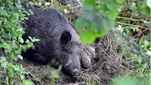 ALİAĞA'DA PAZAR GÜNÜ "SÜREK AVI" DÜZENLENECEK