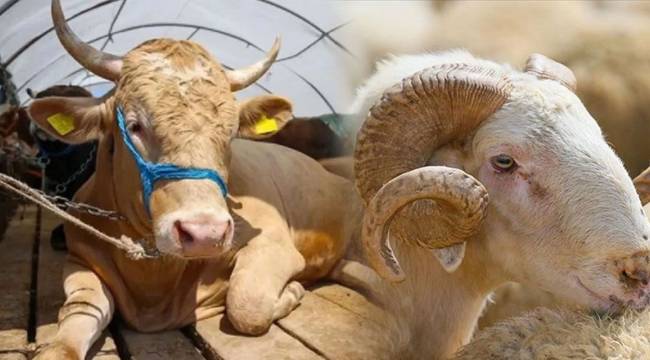 ALİAĞA'DA KURBAN KESİMİ KAÇ LİRA?