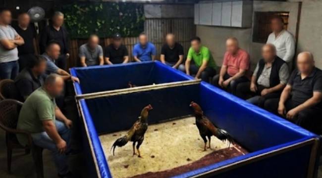 ALİAĞA'DA HOROZ DÖVÜŞÜ YAPTIRANLARA BASKIN